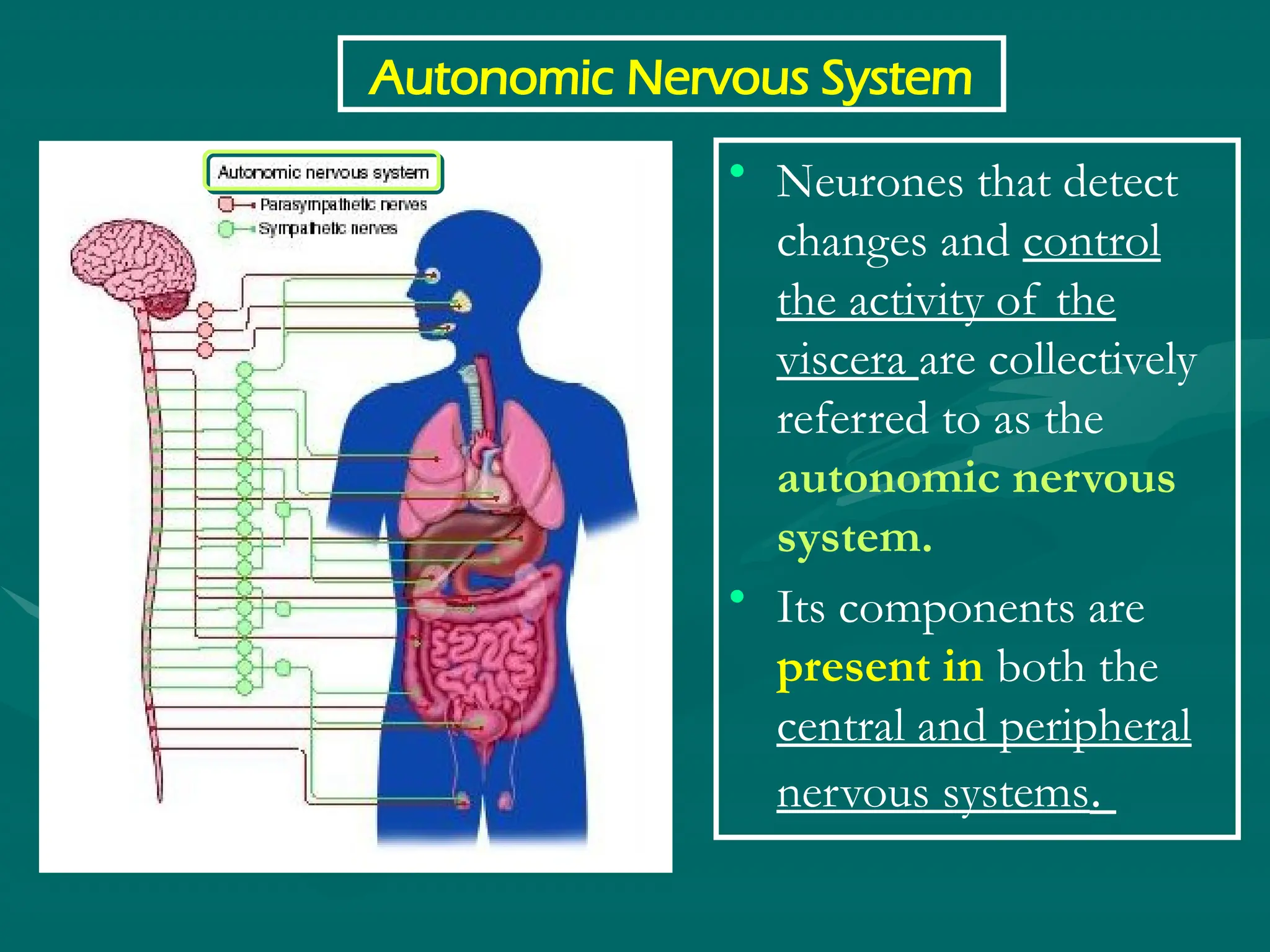 • Neurones that detect
changes and control
the activity of the
viscera are collectively
referred to as the
autonomic nervous
system.
• Its components are
present in both the
central and peripheral
nervous systems.
Autonomic Nervous System
 