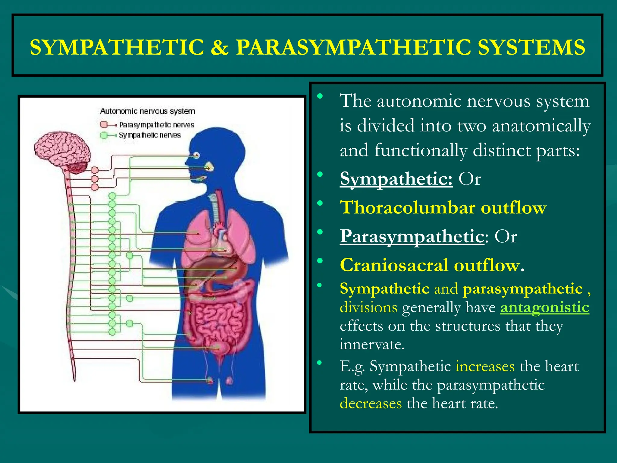 SYMPATHETIC & PARASYMPATHETIC SYSTEMS
• The autonomic nervous system
is divided into two anatomically
and functionally distinct parts:
• Sympathetic: Or
• Thoracolumbar outflow
• Parasympathetic: Or
• Craniosacral outflow.
• Sympathetic and parasympathetic ,
divisions generally have antagonistic
effects on the structures that they
innervate.
• E.g. Sympathetic increases the heart
rate, while the parasympathetic
decreases the heart rate.
 