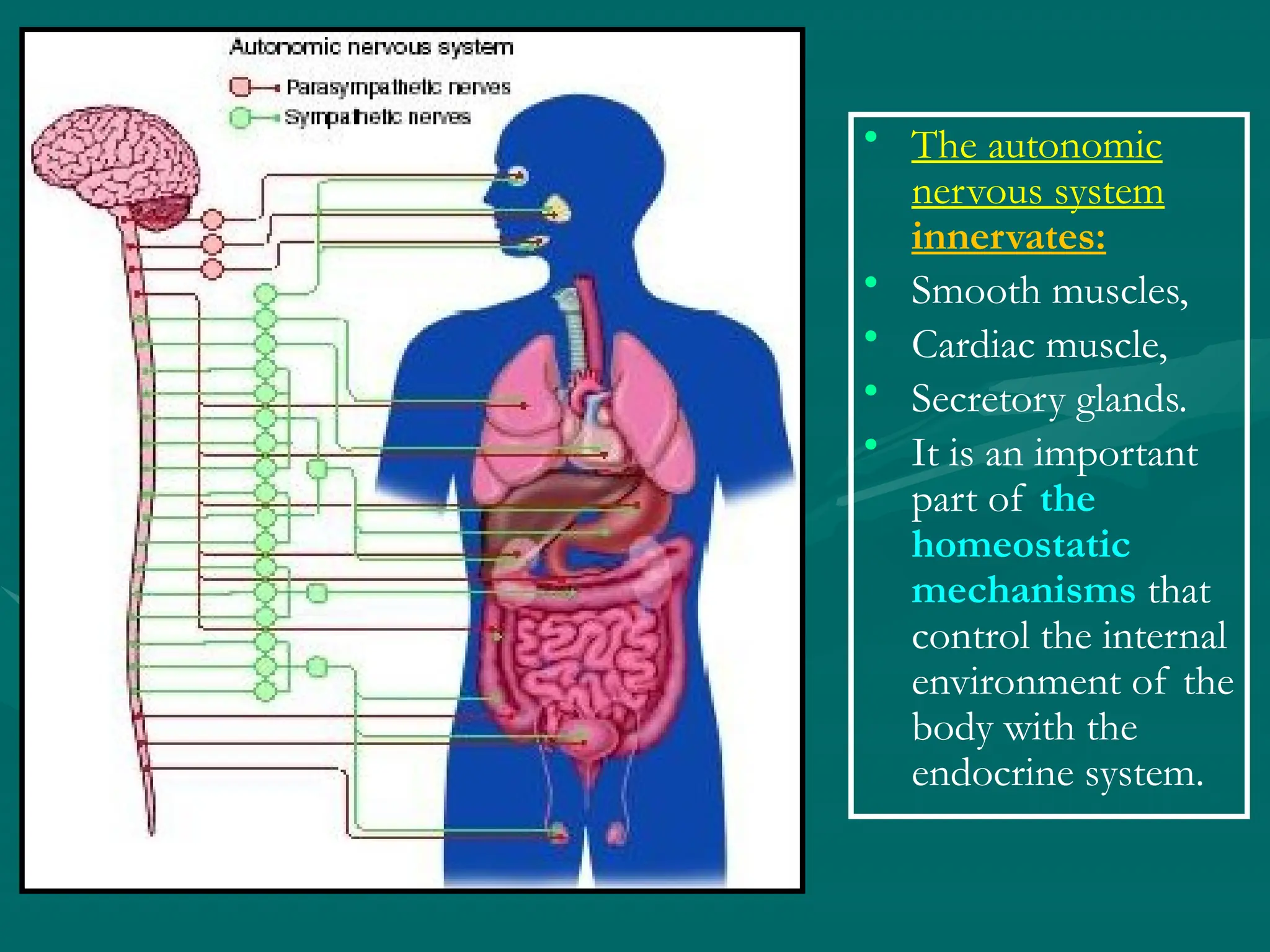 • The autonomic
nervous system
innervates:
• Smooth muscles,
• Cardiac muscle,
• Secretory glands.
• It is an important
part of the
homeostatic
mechanisms that
control the internal
environment of the
body with the
endocrine system.
 