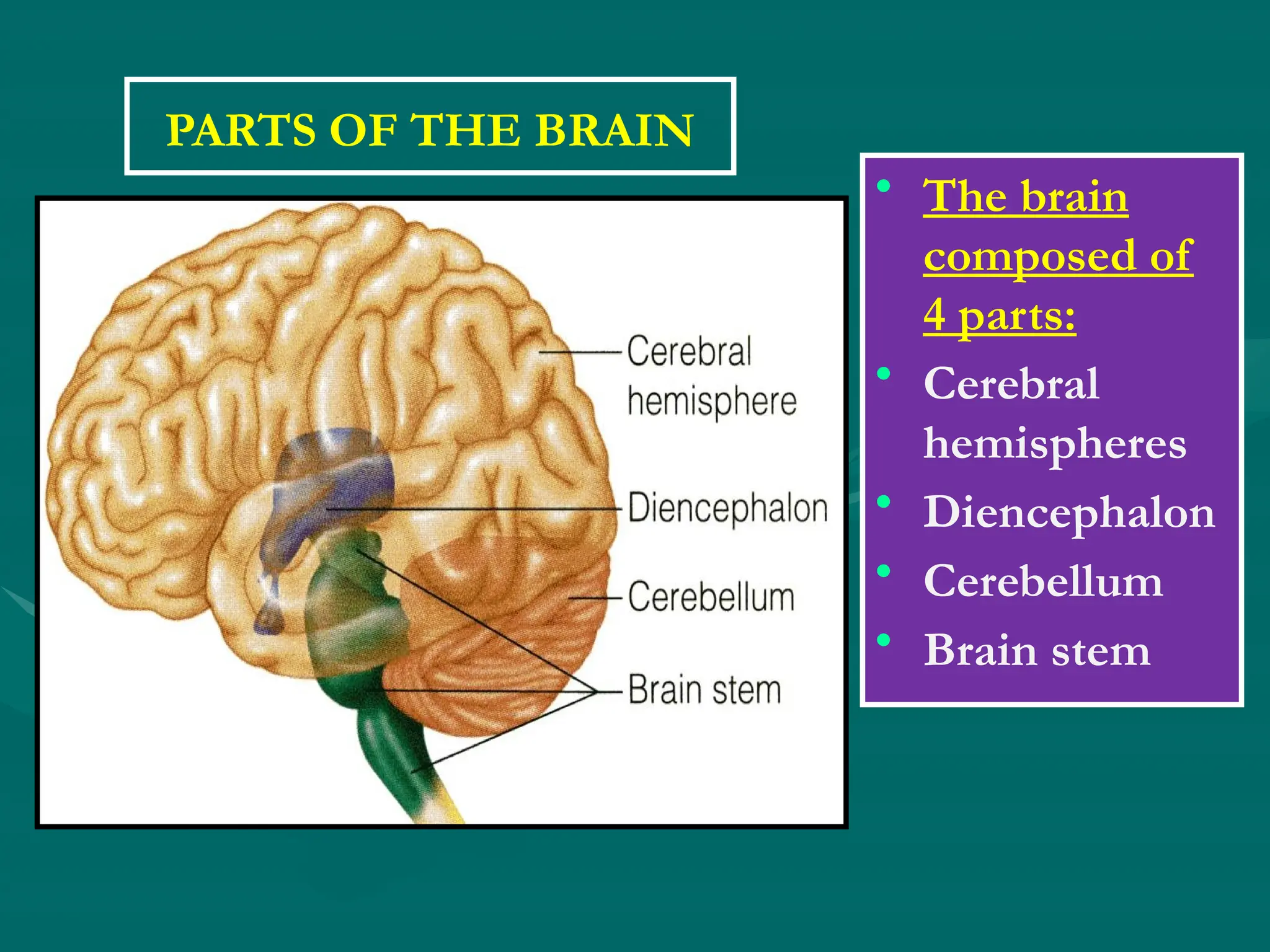 PARTS OF THE BRAIN
• The brain
composed of
4 parts:
• Cerebral
hemispheres
• Diencephalon
• Cerebellum
• Brain stem
 