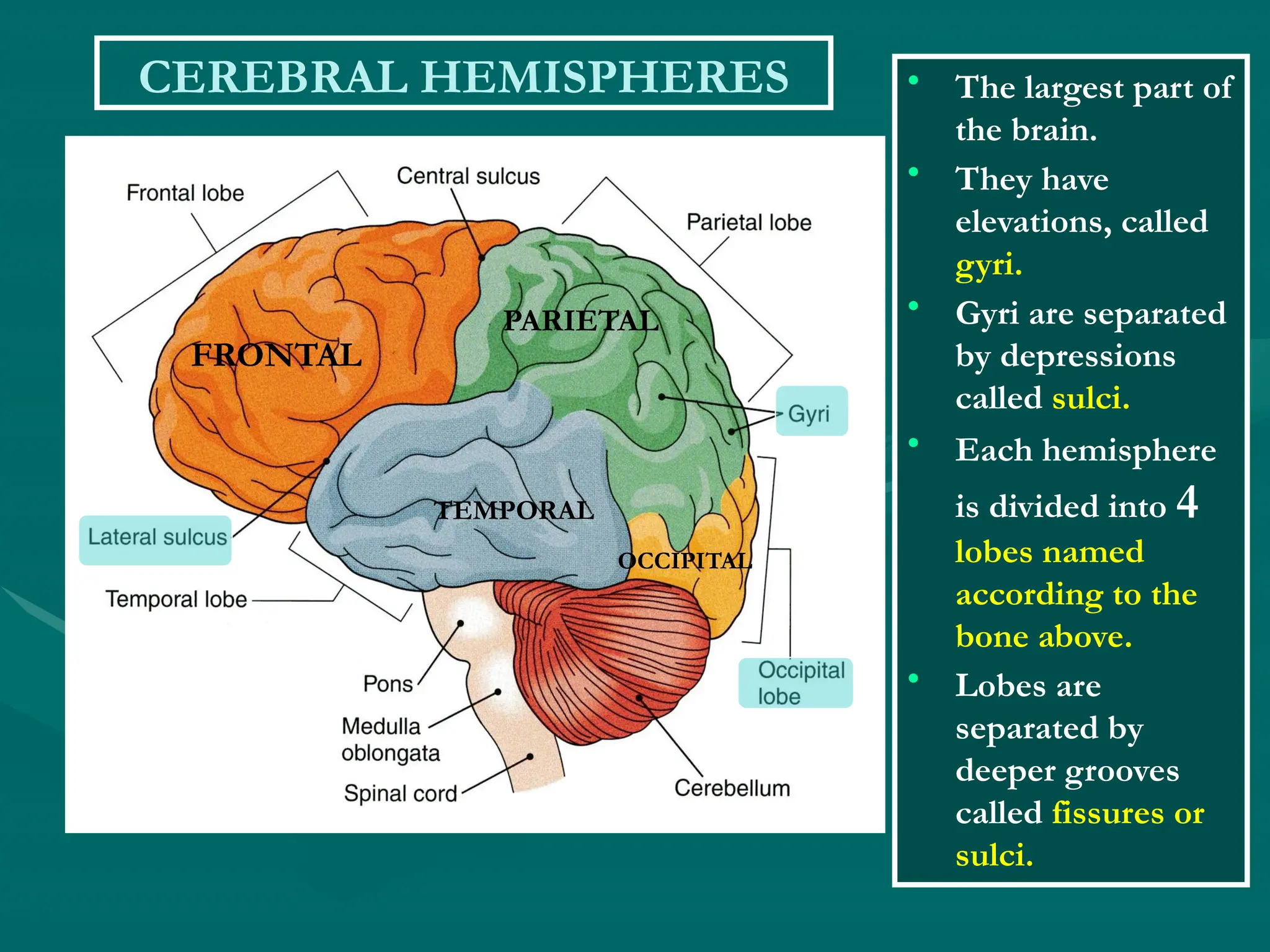 CEREBRAL HEMISPHERES • The largest part of
the brain.
• They have
elevations, called
gyri.
• Gyri are separated
by depressions
called sulci.
• Each hemisphere
is divided into 4
lobes named
according to the
bone above.
• Lobes are
separated by
deeper grooves
called fissures or
sulci.
FRONTAL
PARIETAL
TEMPORAL
OCCIPITAL
 