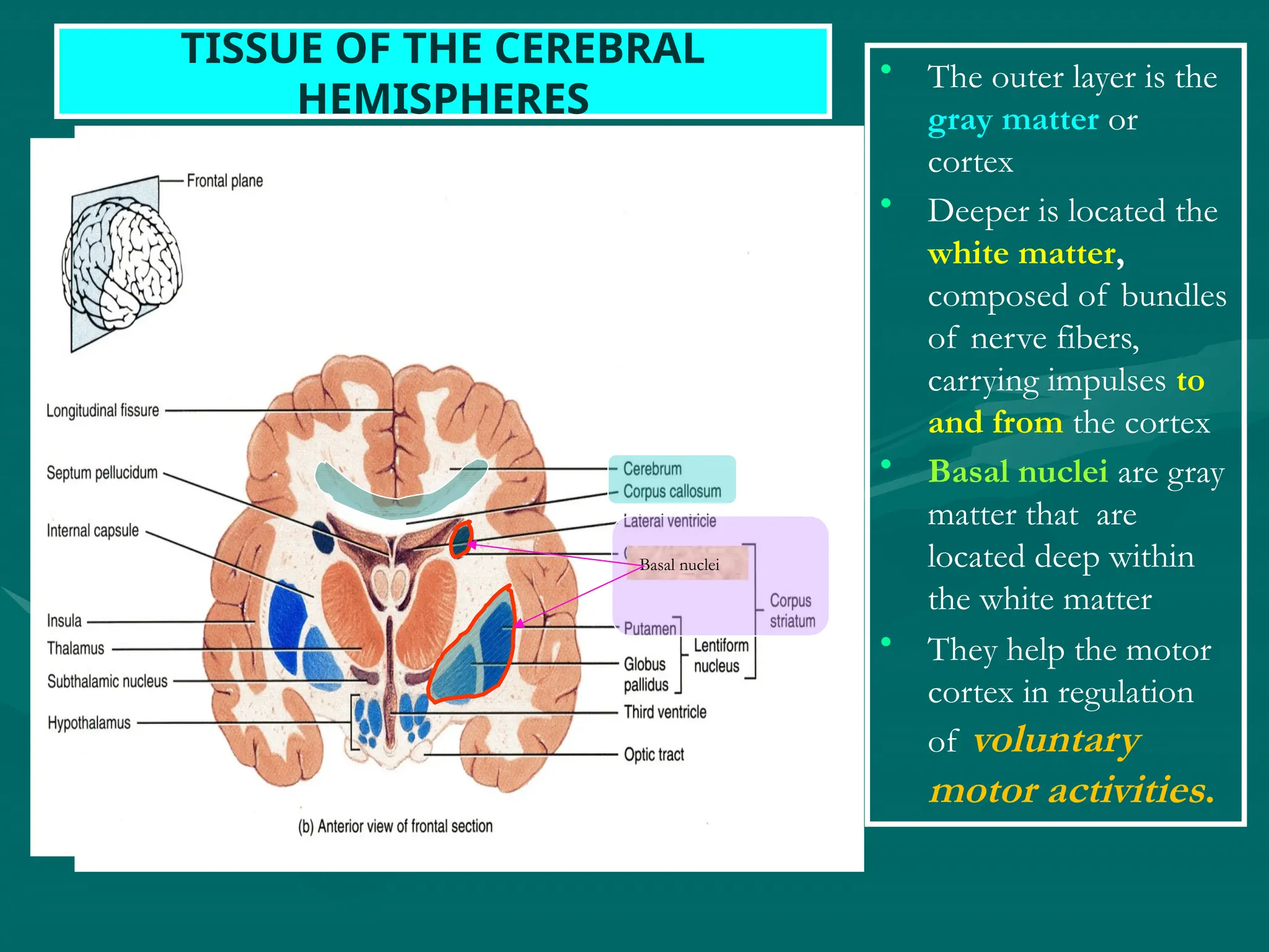 TISSUE OF THE CEREBRAL
HEMISPHERES
• The outer layer is the
gray matter or
cortex
• Deeper is located the
white matter,
composed of bundles
of nerve fibers,
carrying impulses to
and from the cortex
• Basal nuclei are gray
matter that are
located deep within
the white matter
• They help the motor
cortex in regulation
of voluntary
motor activities.
Basal nuclei
 