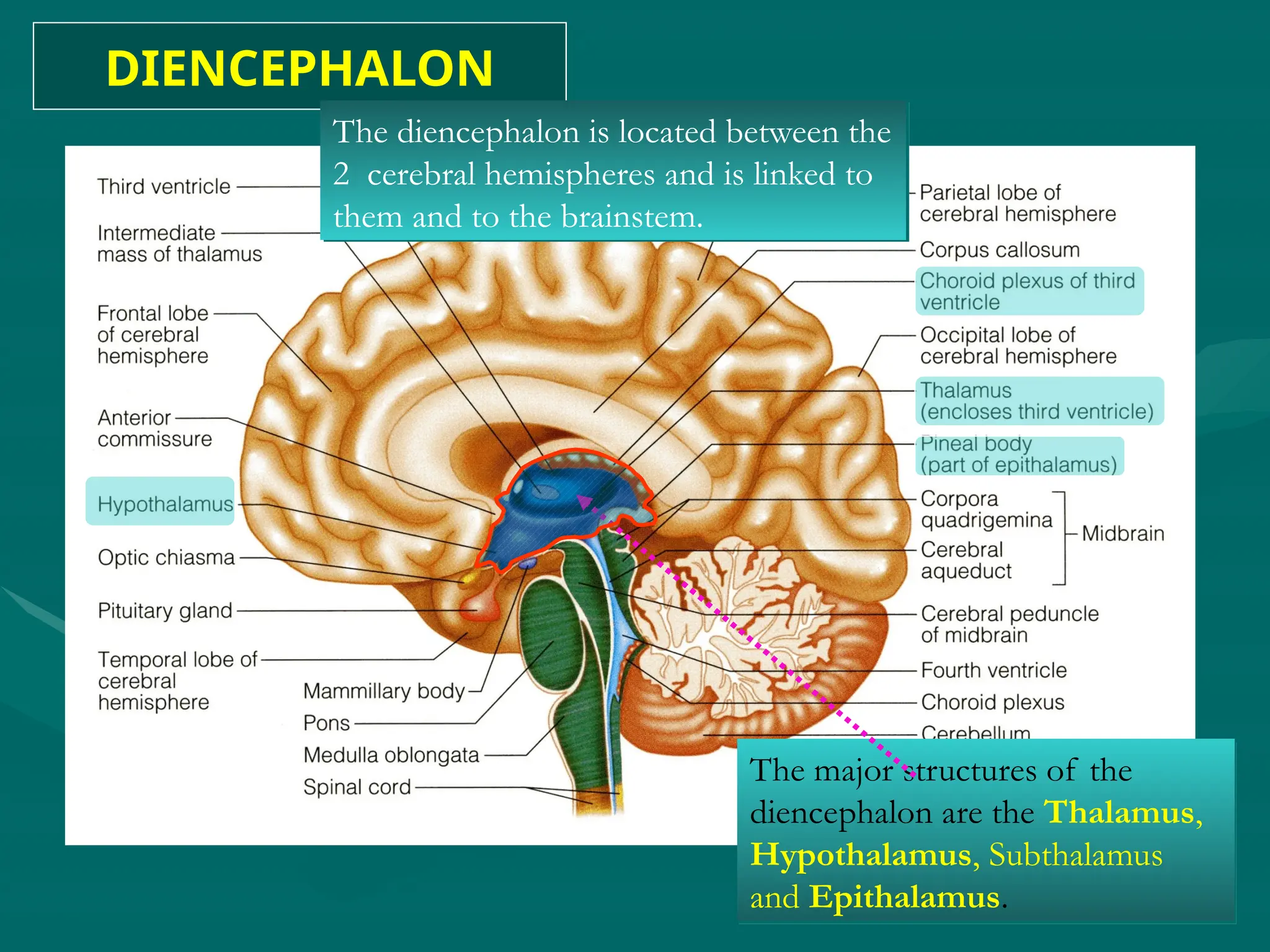 DIENCEPHALON
The diencephalon is located between the
2 cerebral hemispheres and is linked to
them and to the brainstem.
The major structures of the
diencephalon are the Thalamus,
Hypothalamus, Subthalamus
and Epithalamus.
 