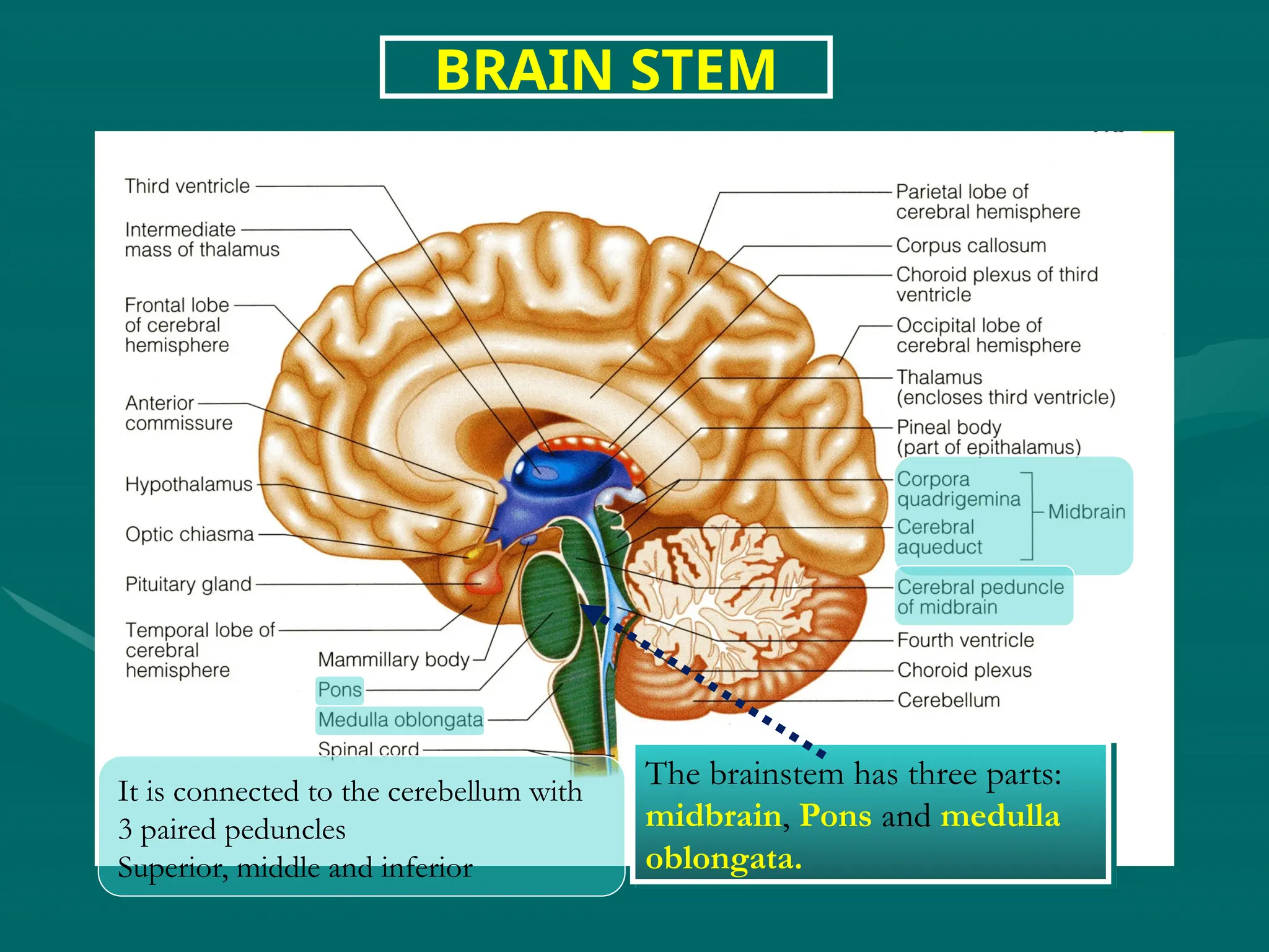 BRAIN STEM
The brainstem has three parts:
midbrain, Pons and medulla
oblongata.
It is connected to the cerebellum with
3 paired peduncles
Superior, middle and inferior
 