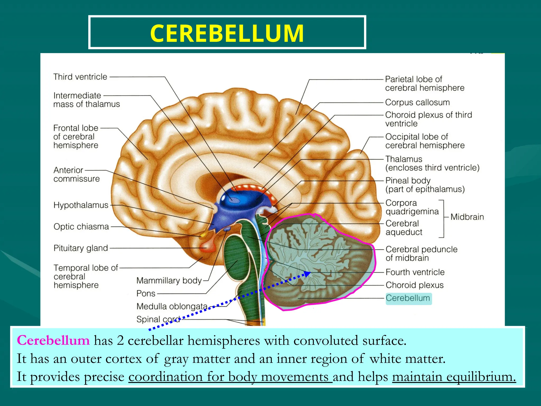 CEREBELLUM
Cerebellum has 2 cerebellar hemispheres with convoluted surface.
It has an outer cortex of gray matter and an inner region of white matter.
It provides precise coordination for body movements and helps maintain equilibrium.
 