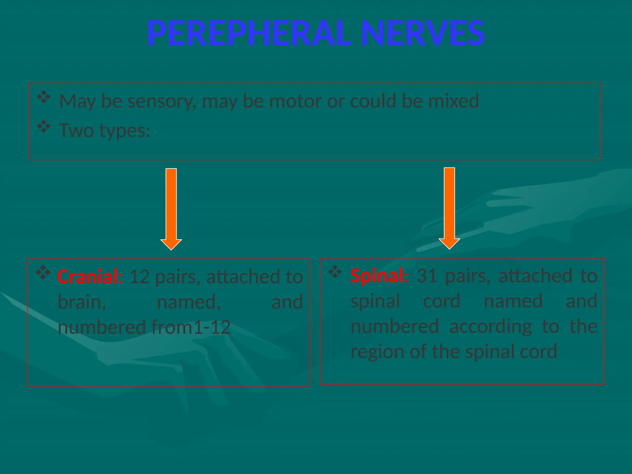 PEREPHERAL NERVES
 Cranial: 12 pairs, attached to
brain, named, and
numbered from1-12
 May be sensory, may be motor or could be mixed
 Two types:
 Spinal: 31 pairs, attached to
spinal cord named and
numbered according to the
region of the spinal cord
 