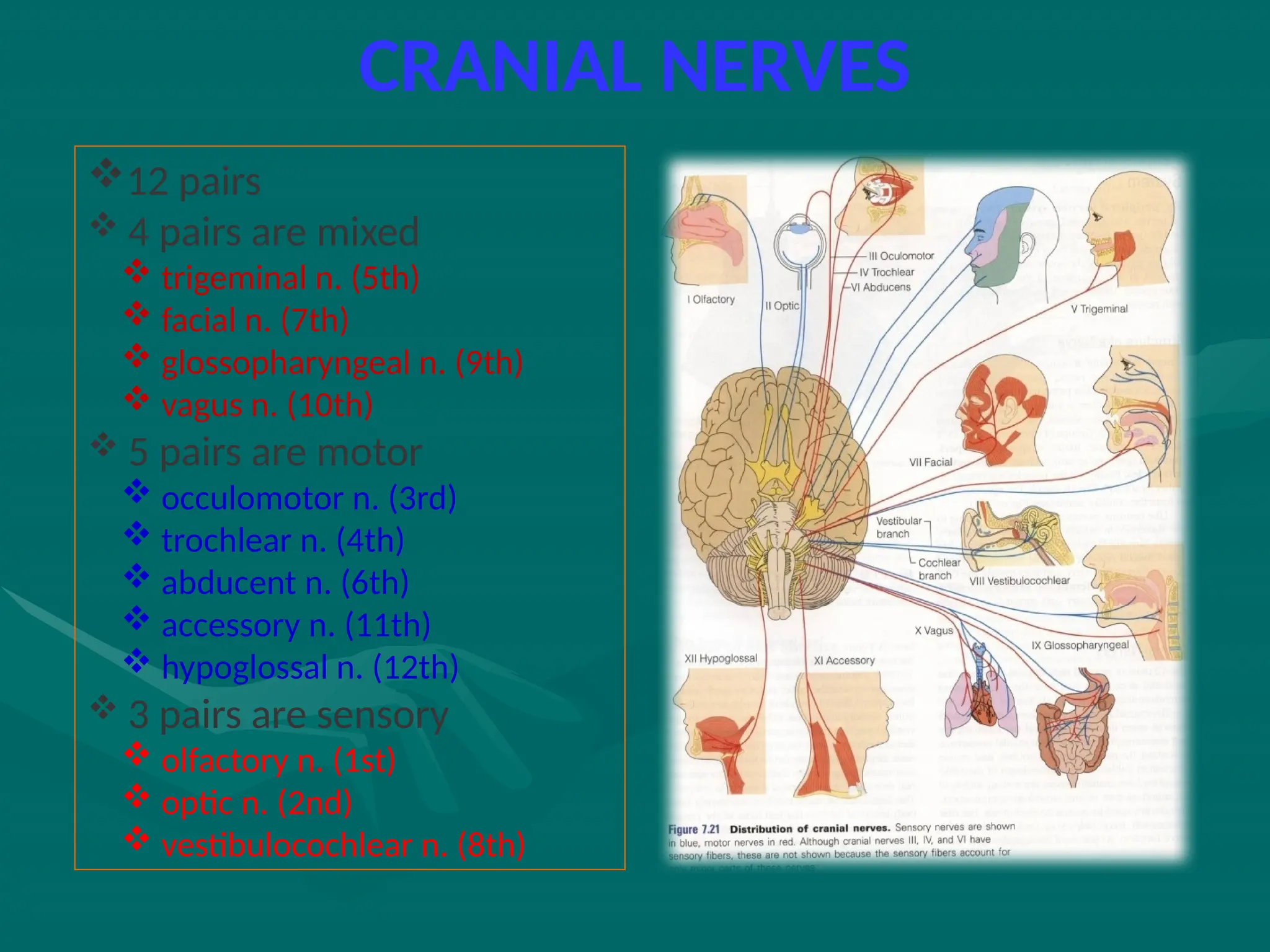 CRANIAL NERVES
12 pairs
 4 pairs are mixed
 trigeminal n. (5th)
 facial n. (7th)
 glossopharyngeal n. (9th)
 vagus n. (10th)
 5 pairs are motor
 occulomotor n. (3rd)
 trochlear n. (4th)
 abducent n. (6th)
 accessory n. (11th)
 hypoglossal n. (12th)
 3 pairs are sensory
 olfactory n. (1st)
 optic n. (2nd)
 vestibulocochlear n. (8th)
 