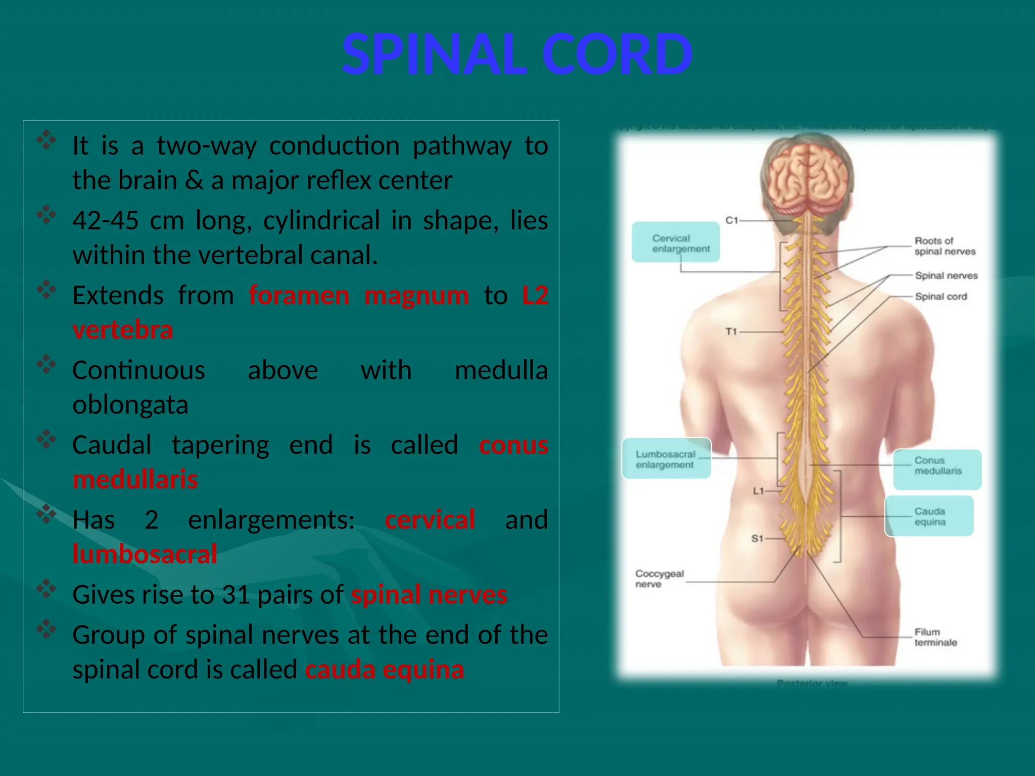 SPINAL CORD
 It is a two-way conduction pathway to
the brain & a major reflex center
 42-45 cm long, cylindrical in shape, lies
within the vertebral canal.
 Extends from foramen magnum to L2
vertebra
 Continuous above with medulla
oblongata
 Caudal tapering end is called conus
medullaris
 Has 2 enlargements: cervical and
lumbosacral
 Gives rise to 31 pairs of spinal nerves
 Group of spinal nerves at the end of the
spinal cord is called cauda equina
 