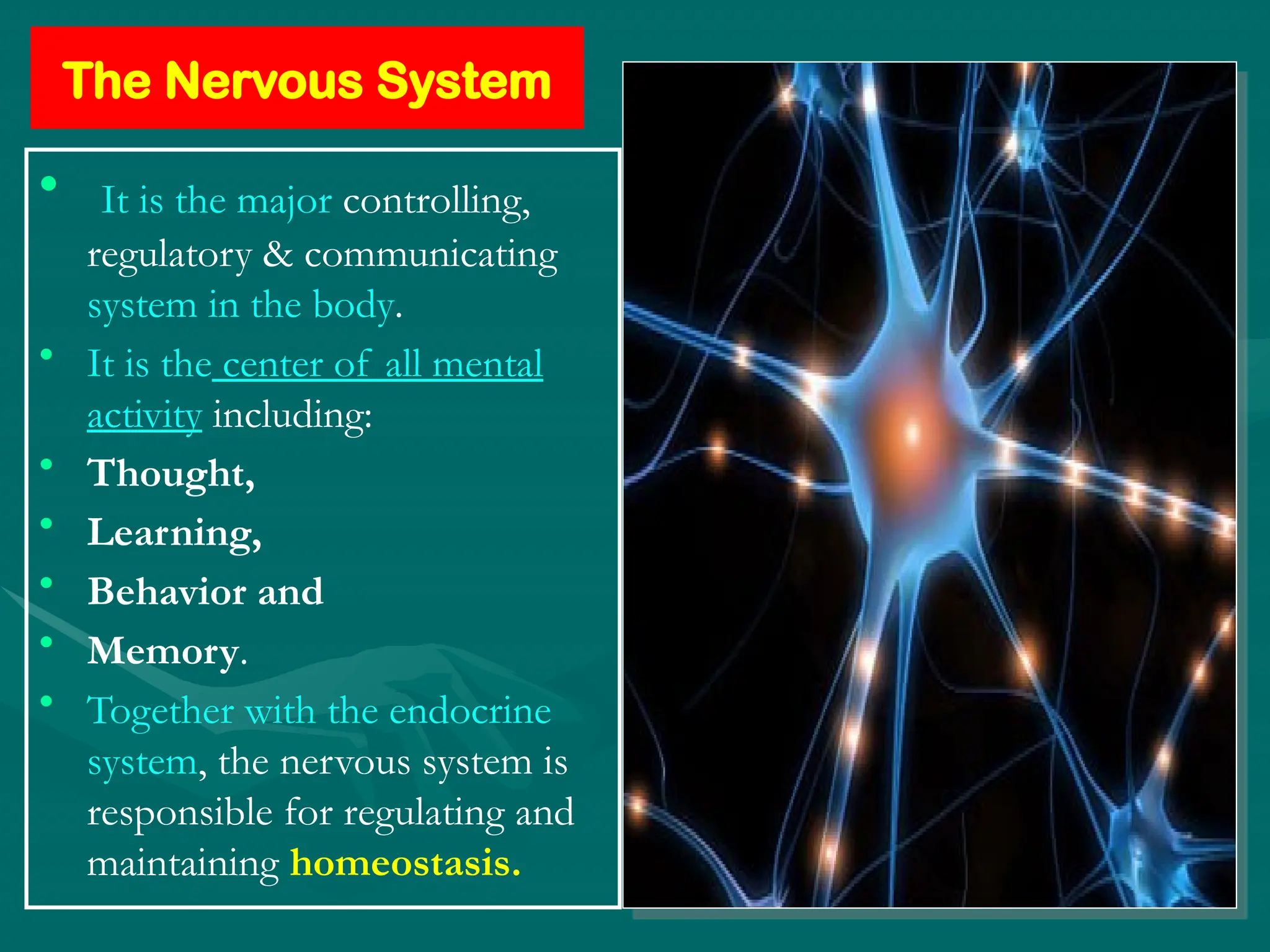 The Nervous System
• It is the major controlling,
regulatory & communicating
system in the body.
• It is the center of all mental
activity including:
• Thought,
• Learning,
• Behavior and
• Memory.
• Together with the endocrine
system, the nervous system is
responsible for regulating and
maintaining homeostasis.
 