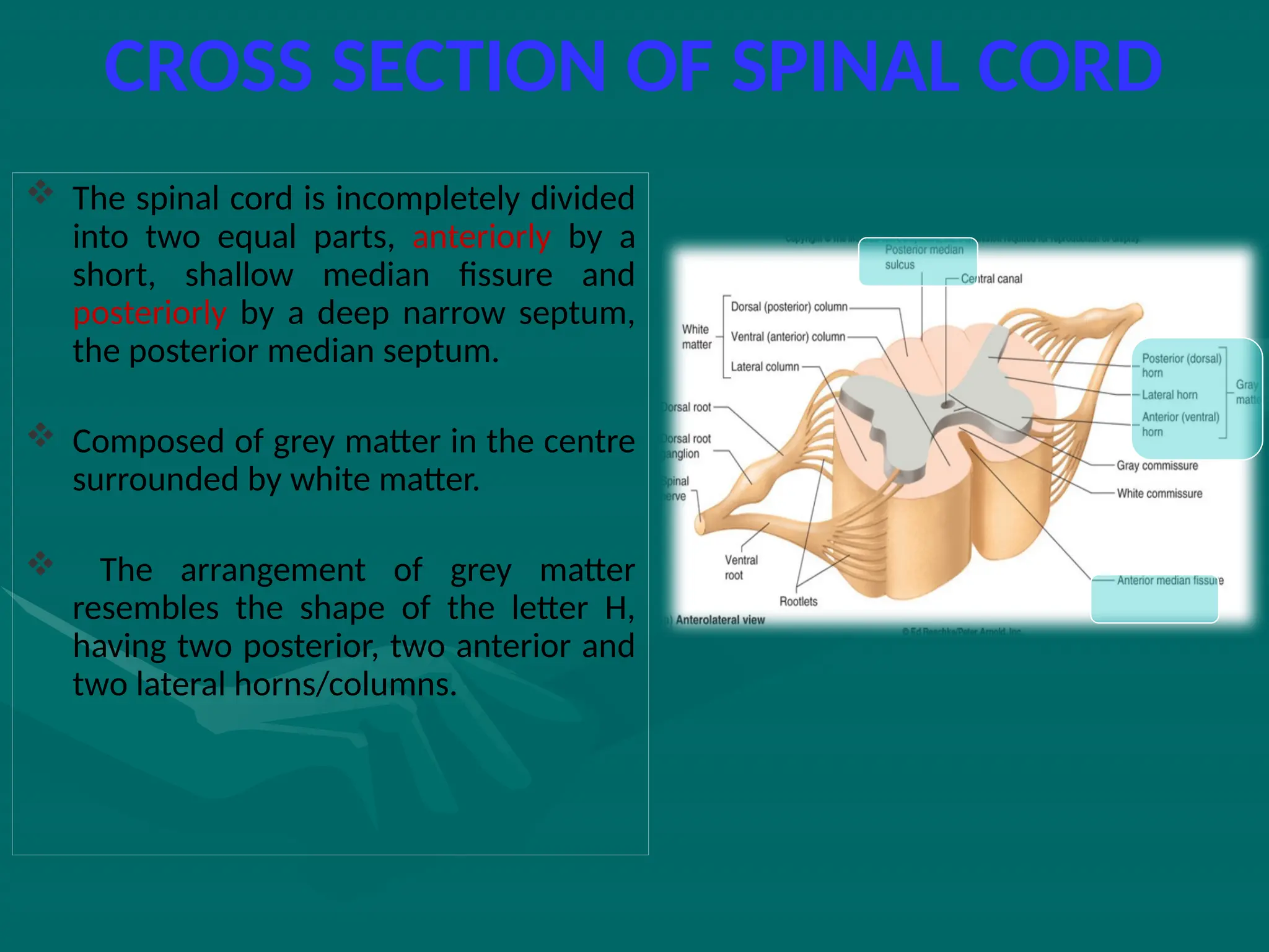 CROSS SECTION OF SPINAL CORD
 The spinal cord is incompletely divided
into two equal parts, anteriorly by a
short, shallow median fissure and
posteriorly by a deep narrow septum,
the posterior median septum.
 Composed of grey matter in the centre
surrounded by white matter.
 The arrangement of grey matter
resembles the shape of the letter H,
having two posterior, two anterior and
two lateral horns/columns.
 