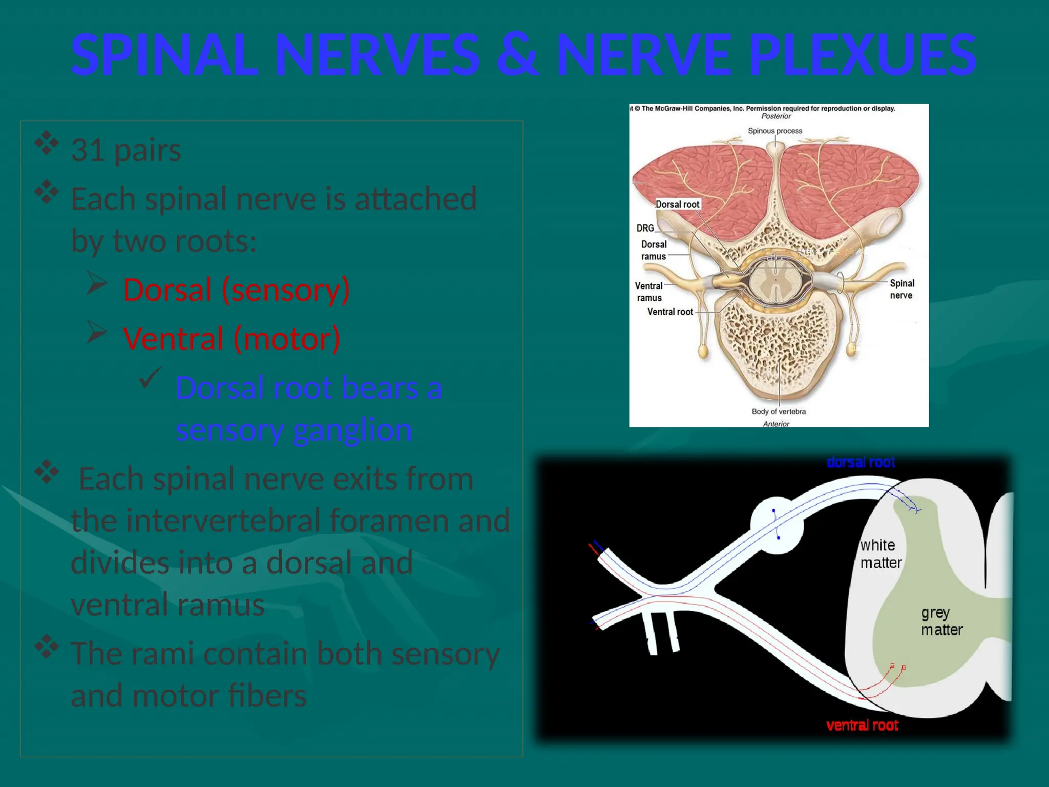 SPINAL NERVES & NERVE PLEXUES
 31 pairs
 Each spinal nerve is attached
by two roots:
 Dorsal (sensory)
 Ventral (motor)
 Dorsal root bears a
sensory ganglion
 Each spinal nerve exits from
the intervertebral foramen and
divides into a dorsal and
ventral ramus
 The rami contain both sensory
and motor fibers
 