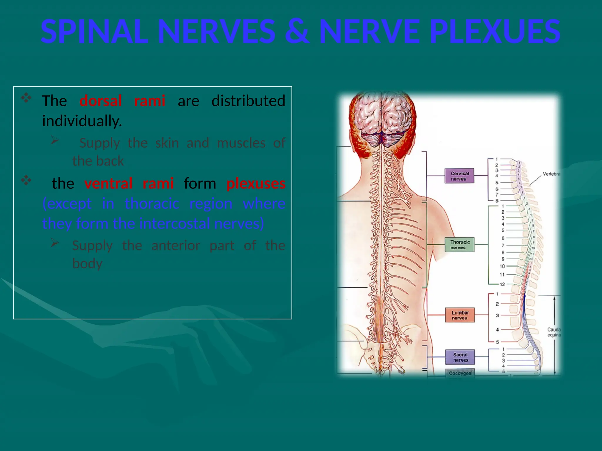 SPINAL NERVES & NERVE PLEXUES
 The dorsal rami are distributed
individually.
 Supply the skin and muscles of
the back
 the ventral rami form plexuses
(except in thoracic region where
they form the intercostal nerves)
 Supply the anterior part of the
body
 