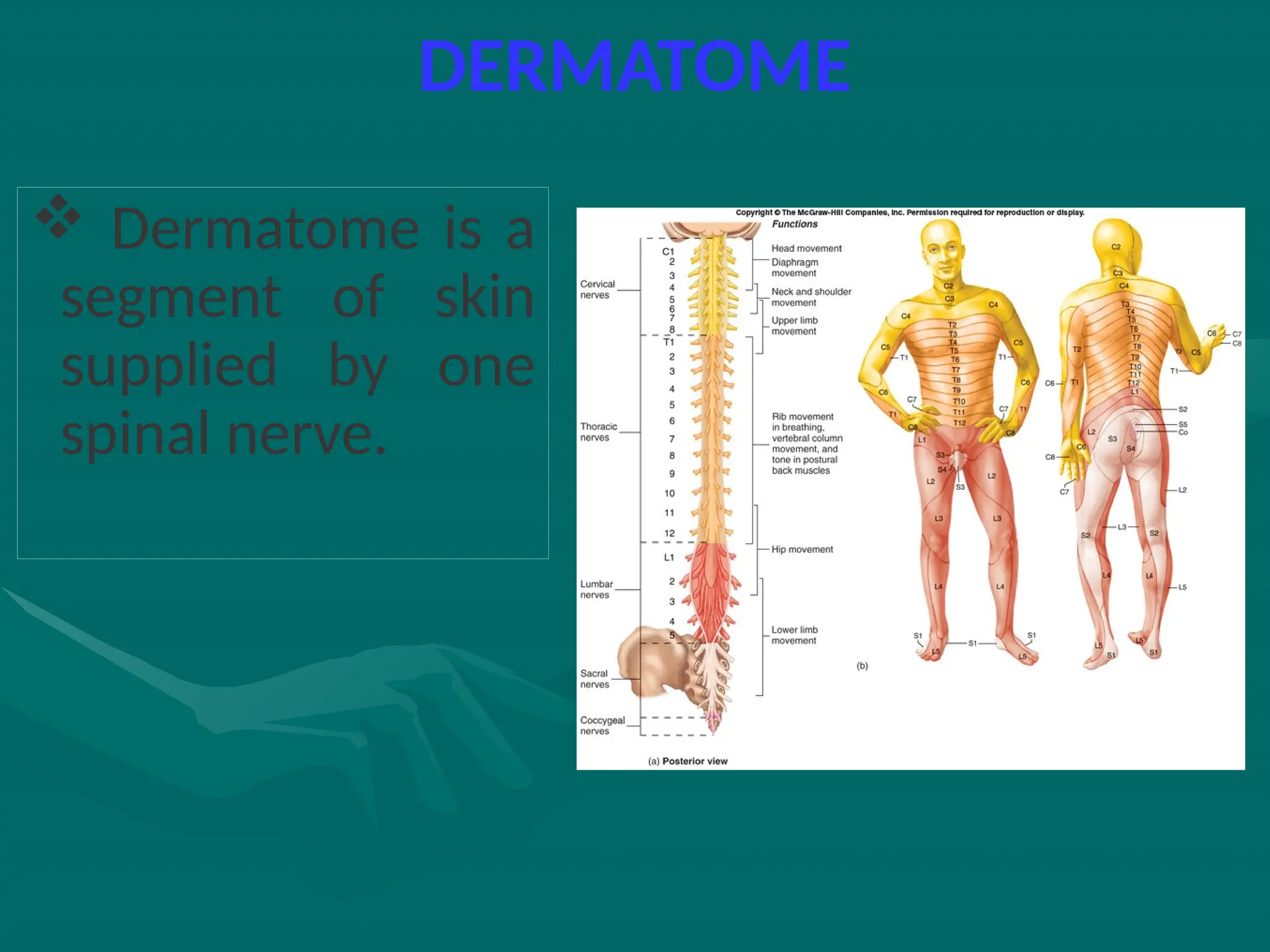 DERMATOME
 Dermatome is a
segment of skin
supplied by one
spinal nerve.
 