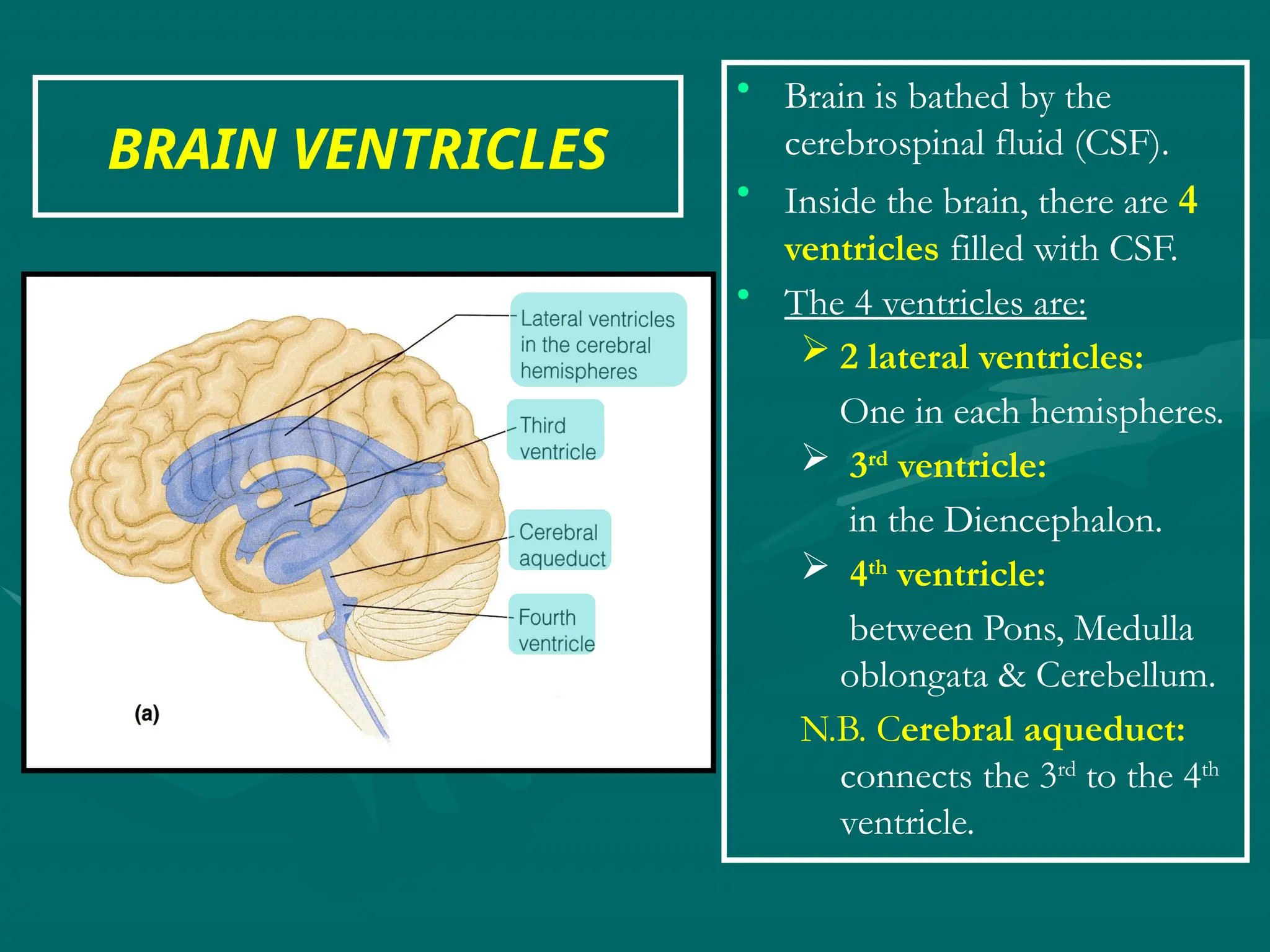 BRAIN VENTRICLES
• Brain is bathed by the
cerebrospinal fluid (CSF).
• Inside the brain, there are 4
ventricles filled with CSF.
• The 4 ventricles are:
 2 lateral ventricles:
One in each hemispheres.
 3rd
ventricle:
in the Diencephalon.
 4th
ventricle:
between Pons, Medulla
oblongata & Cerebellum.
N.B. Cerebral aqueduct:
connects the 3rd
to the 4th
ventricle.
 