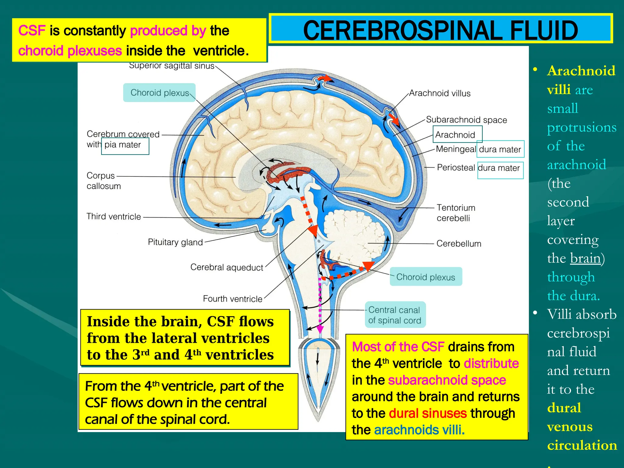 CEREBROSPINAL FLUID
CSF is constantly produced by the
choroid plexuses inside the ventricle.
Inside the brain, CSF flows
from the lateral ventricles
to the 3rd
and 4th
ventricles
From the 4th
ventricle, part of the
CSF flows down in the central
canal of the spinal cord.
Most of the CSF drains from
the 4th
ventricle to distribute
in the subarachnoid space
around the brain and returns
to the dural sinuses through
the arachnoids villi.
• Arachnoid
villi are
small
protrusions
of the
arachnoid
(the
second
layer
covering
the brain)
through
the dura.
• Villi absorb
cerebrospi
nal fluid
and return
it to the
dural
venous
circulation
 