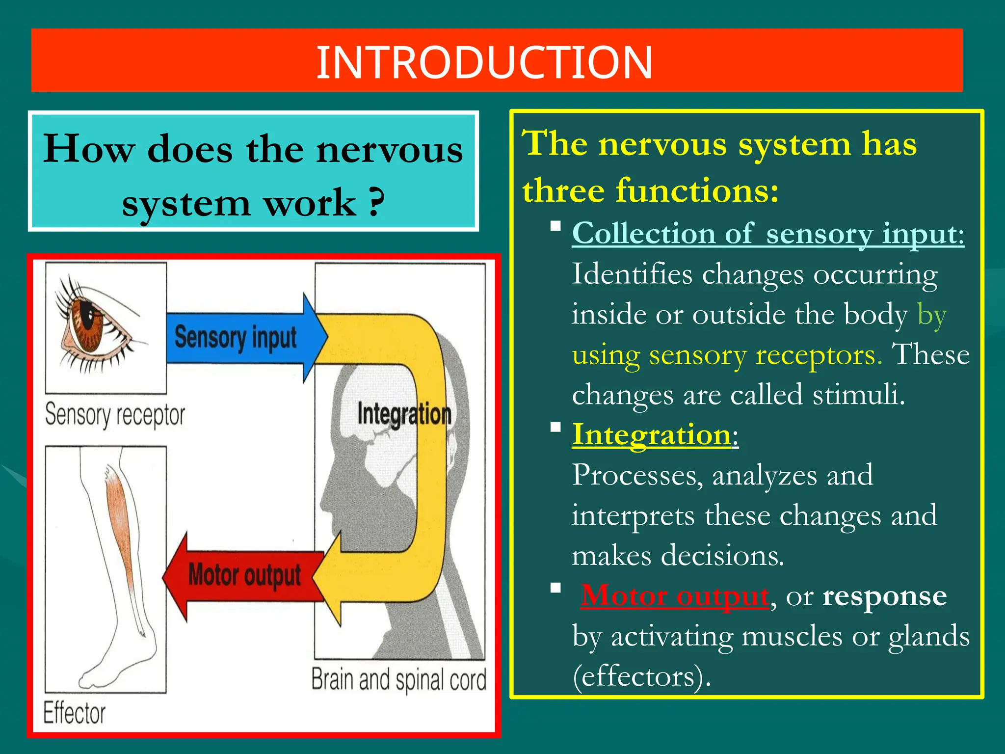 How does the nervous
system work ?
The nervous system has
three functions:
 Collection of sensory input:
Identifies changes occurring
inside or outside the body by
using sensory receptors. These
changes are called stimuli.
 Integration:
Processes, analyzes and
interprets these changes and
makes decisions.
 Motor output, or response
by activating muscles or glands
(effectors).
INTRODUCTION
 