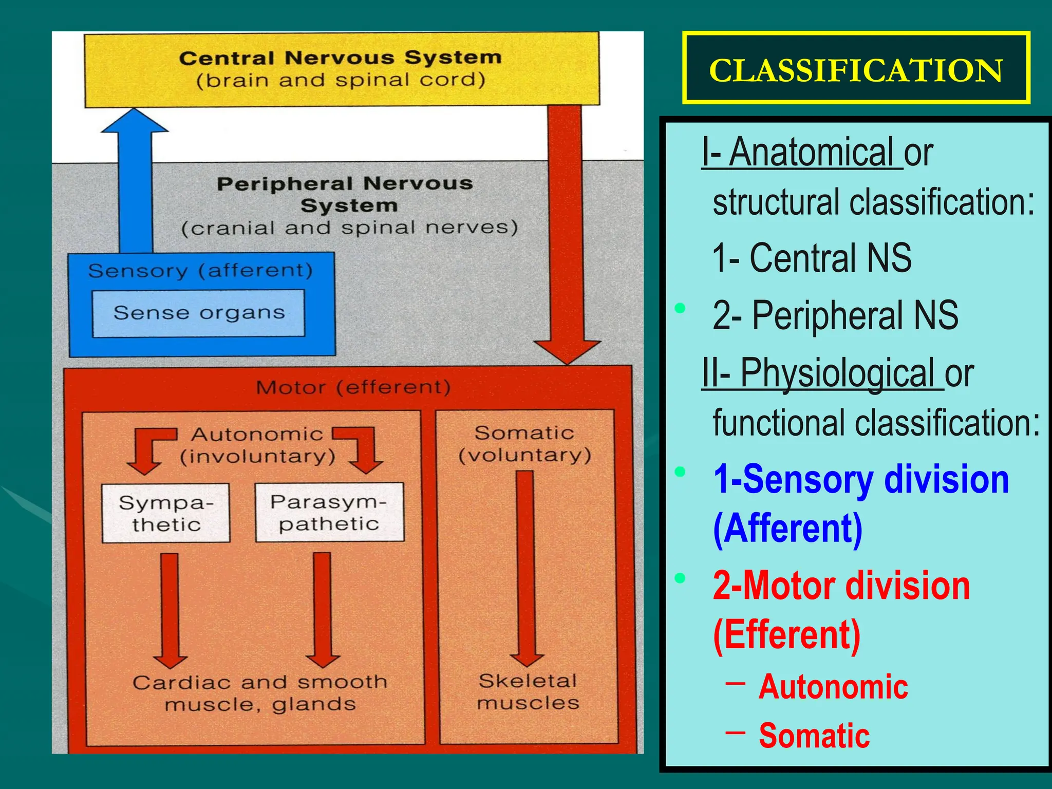 CLASSIFICATION
I- Anatomical or
structural classification:
1- Central NS
• 2- Peripheral NS
II- Physiological or
functional classification:
• 1-Sensory division
(Afferent)
• 2-Motor division
(Efferent)
– Autonomic
– Somatic
 