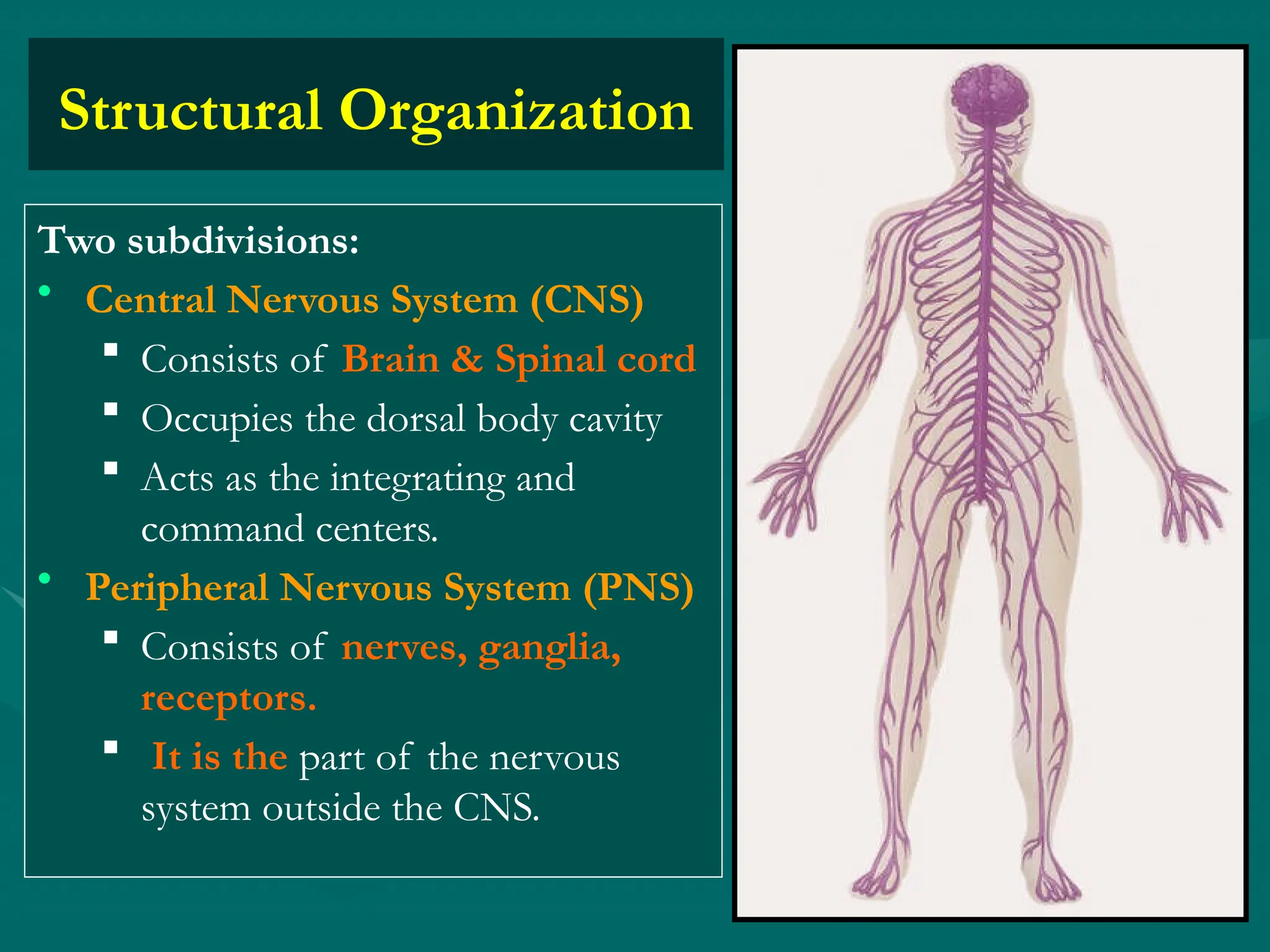 Structural Organization
Two subdivisions:
• Central Nervous System (CNS)
 Consists of Brain & Spinal cord
 Occupies the dorsal body cavity
 Acts as the integrating and
command centers.
• Peripheral Nervous System (PNS)
 Consists of nerves, ganglia,
receptors.
 It is the part of the nervous
system outside the CNS.
 