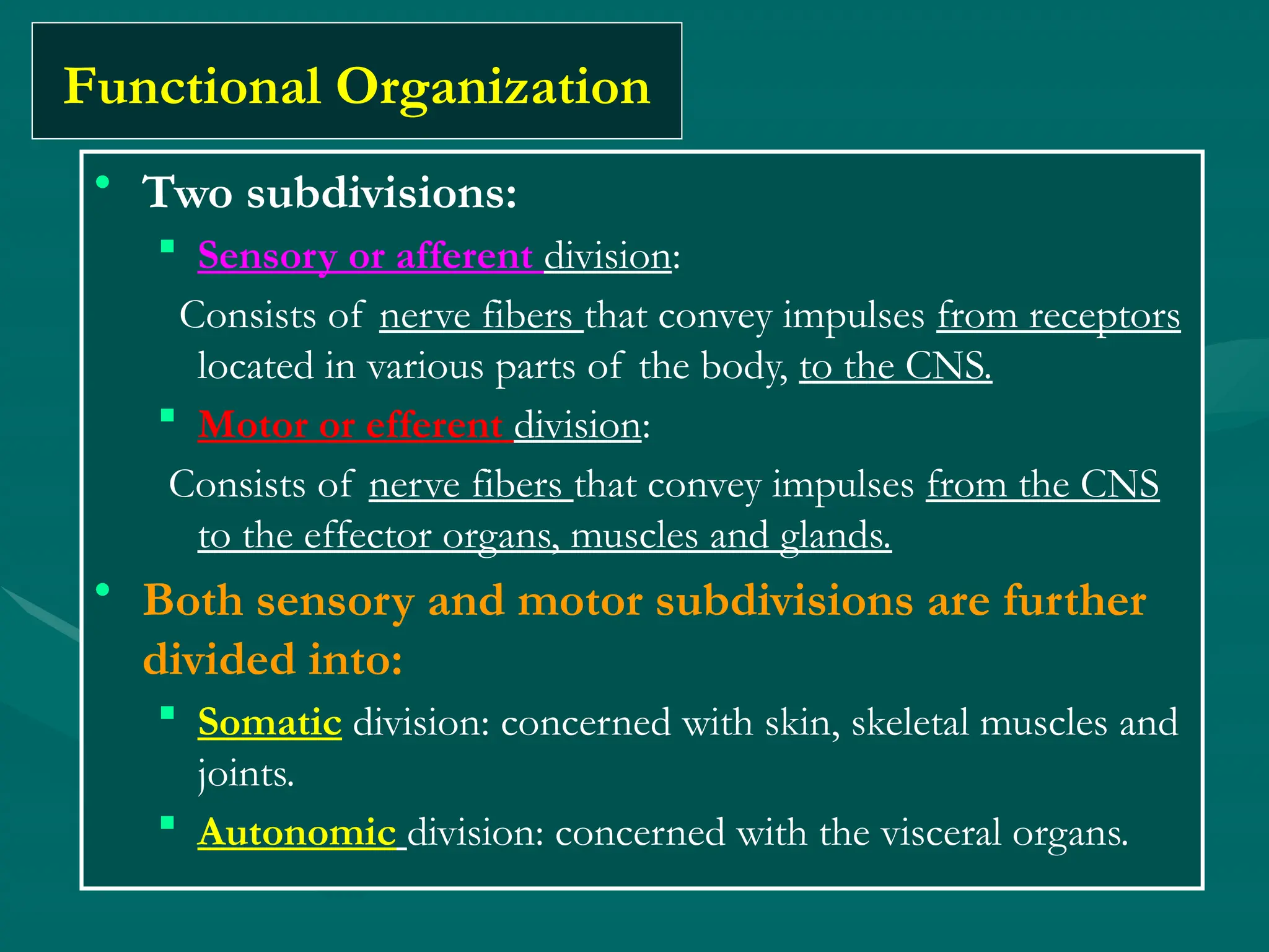 Functional Organization
• Two subdivisions:
 Sensory or afferent division:
Consists of nerve fibers that convey impulses from receptors
located in various parts of the body, to the CNS.
 Motor or efferent division:
Consists of nerve fibers that convey impulses from the CNS
to the effector organs, muscles and glands.
• Both sensory and motor subdivisions are further
divided into:
 Somatic division: concerned with skin, skeletal muscles and
joints.
 Autonomic division: concerned with the visceral organs.
 