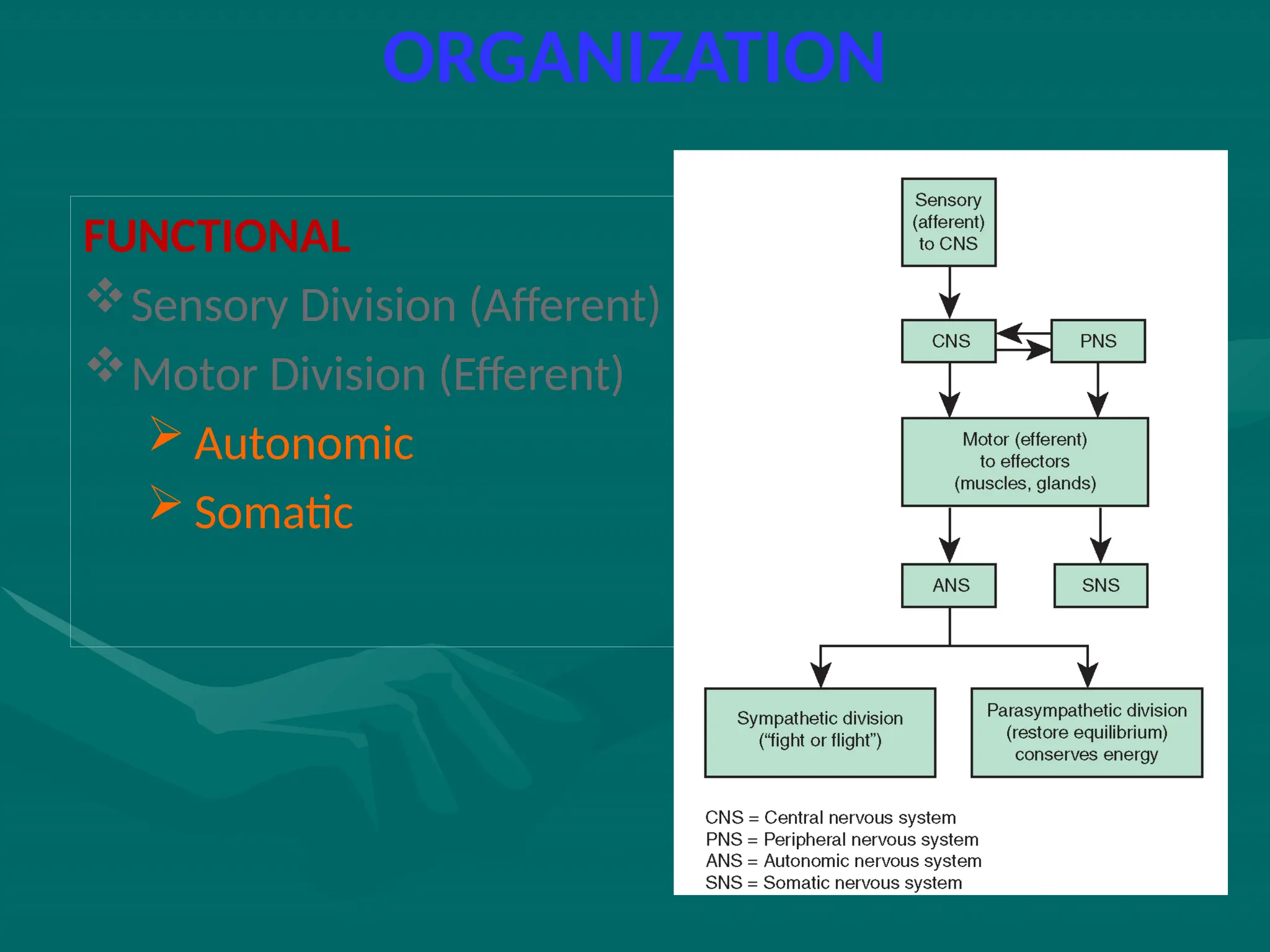 ORGANIZATION
FUNCTIONAL
Sensory Division (Afferent)
Motor Division (Efferent)
 Autonomic
 Somatic
 