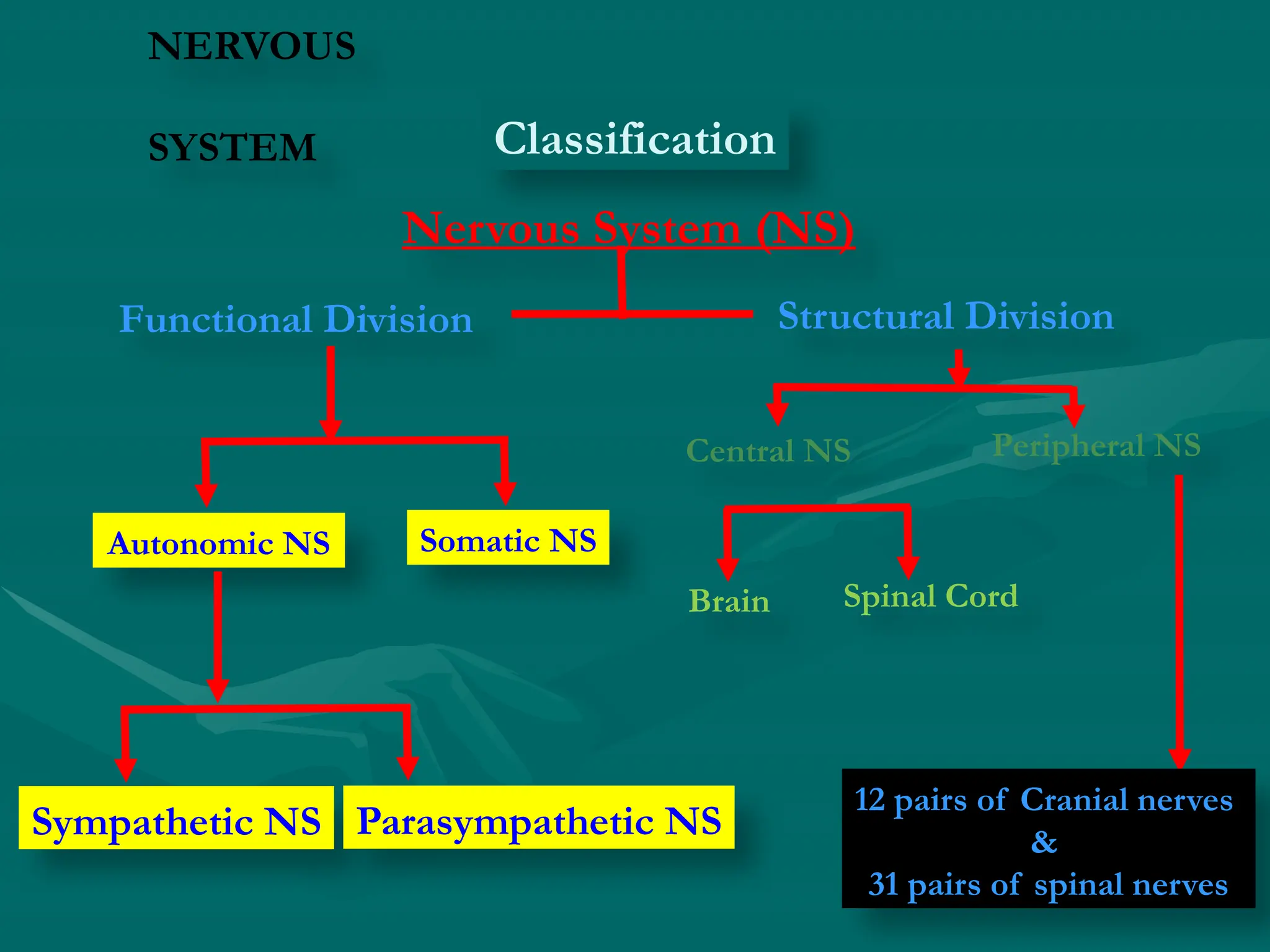 Nervous System (NS)
Peripheral NS
Central NS
Autonomic NS Somatic NS
Sympathetic NS Parasympathetic NS
Brain Spinal Cord
Functional Division
12 pairs of Cranial nerves
&
31 pairs of spinal nerves
Structural Division
Classification
NERVOUS
SYSTEM
 