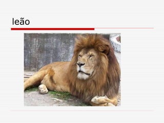 leão
 