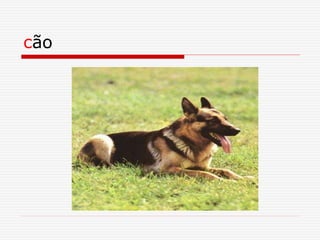 cão
 