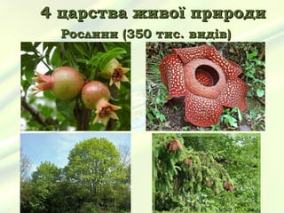 4 царства живої природи
  Рослини (350 тис. видів)
 