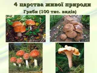 4 царства живої природи
  Гриби (100 тис. видів)
 