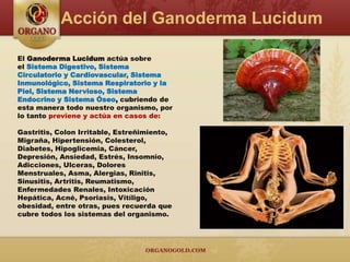Acción del Ganoderma Lucidum
El Ganoderma Lucidum actúa sobre
el Sistema Digestivo, Sistema
Circulatorio y Cardiovascular,...