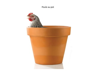 Poule au pot
 