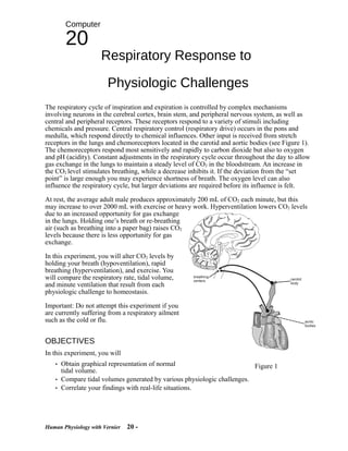 Computer

       20
                     Respiratory Response to

                        Physiologic Challenges
The respiratory cycle of inspiration and expiration is controlled by complex mechanisms
involving neurons in the cerebral cortex, brain stem, and peripheral nervous system, as well as
central and peripheral receptors. These receptors respond to a variety of stimuli including
chemicals and pressure. Central respiratory control (respiratory drive) occurs in the pons and
medulla, which respond directly to chemical influences. Other input is received from stretch
receptors in the lungs and chemoreceptors located in the carotid and aortic bodies (see Figure 1).
The chemoreceptors respond most sensitively and rapidly to carbon dioxide but also to oxygen
and pH (acidity). Constant adjustments in the respiratory cycle occur throughout the day to allow
gas exchange in the lungs to maintain a steady level of CO2 in the bloodstream. An increase in
the CO2 level stimulates breathing, while a decrease inhibits it. If the deviation from the “set
point” is large enough you may experience shortness of breath. The oxygen level can also
influence the respiratory cycle, but larger deviations are required before its influence is felt.

At rest, the average adult male produces approximately 200 mL of CO2 each minute, but this
may increase to over 2000 mL with exercise or heavy work. Hyperventilation lowers CO2 levels
due to an increased opportunity for gas exchange
in the lungs. Holding one’s breath or re-breathing
air (such as breathing into a paper bag) raises CO2
levels because there is less opportunity for gas
exchange.

In this experiment, you will alter CO2 levels by
holding your breath (hypoventilation), rapid
breathing (hyperventilation), and exercise. You
will compare the respiratory rate, tidal volume,
and minute ventilation that result from each
physiologic challenge to homeostasis.

Important: Do not attempt this experiment if you
are currently suffering from a respiratory ailment
such as the cold or flu.


OBJECTIVES
In this experiment, you will
   • Obtain graphical representation of normal                               Figure 1
     tidal volume.
   • Compare tidal volumes generated by various physiologic challenges.
   • Correlate your findings with real-life situations.




Human Physiology with Vernier   20 -
 