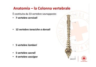 Dinamiche lesive del collo
 