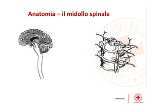 Dinamiche lesive del collo
 