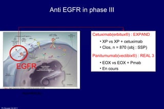 Anti EGFR in phase III Anti-HER(Ac) Cetuximab(erbitux®) : EXPAND XP vs XP + cetuximab Clos, n = 870 (obj : SSP) Panitumumab(vectibix®) : REAL 3 EOX vs EOX + Pmab En cours EGFR 