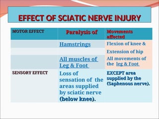 EFFECT OF SCIATIC NERVE INJURY
EFFECT OF SCIATIC NERVE INJURY
MOTOR EFFECT
MOTOR EFFECT Paralysis of
Paralysis of Movements
Movements
affected
affected
Hamstrings Flexion of knee &
Extension of hip
All muscles of
Leg & Foot
All movements of
the leg & Foot
SENSORY EFFECT
SENSORY EFFECT Loss of
sensation of the
areas supplied
by sciatic nerve
(below knee).
(below knee).
EXCEPT area
EXCEPT area
supplied by the
supplied by the
(Saphenous nerve).
(Saphenous nerve).
 