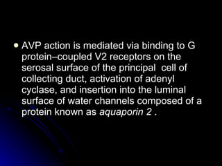 AVP action is mediated via binding to G protein–coupled V2 receptors on the serosal surface of the principal  cell of collecting duct, activation of adenyl cyclase, and insertion into the luminal surface of water channels composed of a protein known as  aquaporin 2  . 