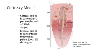 20 SISTEMA URINARIO HISTOLOGIA SEGUNDO SM | PPTX