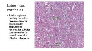 20 SISTEMA URINARIO HISTOLOGIA SEGUNDO SM | PPT