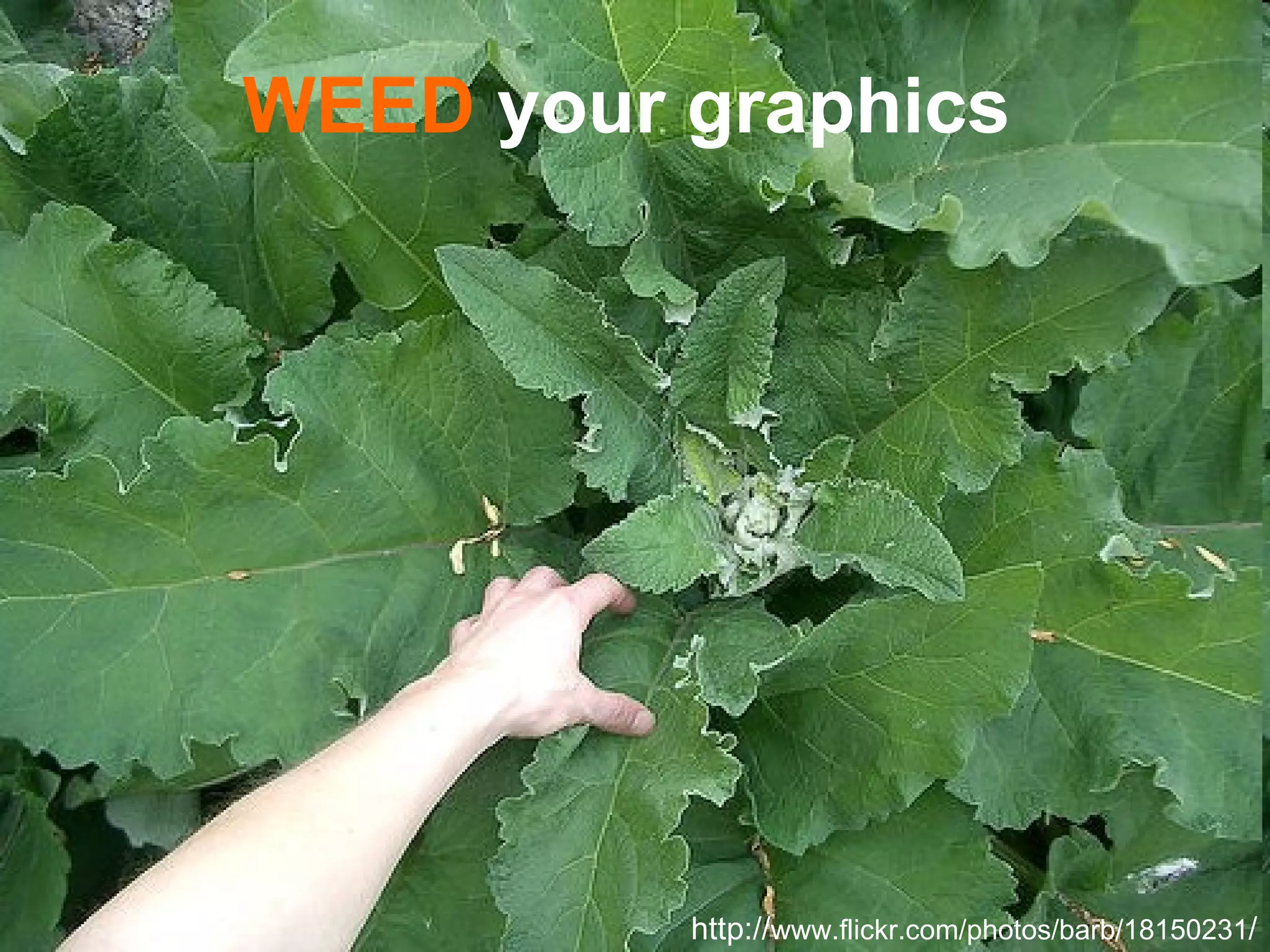 WEED  your graphics http://www.flickr.com/photos/barb/18150231/ http:// www.flickr.com/photos/barb/18150231 / 