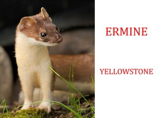 ERMINE
YELLOWSTONE
 