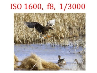 ISO 1600, f8, 1/3000
 