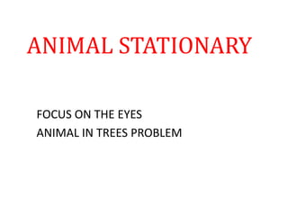 ANIMAL STATIONARY
FOCUS ON THE EYES
ANIMAL IN TREES PROBLEM
 