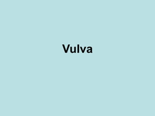 Vulva
 