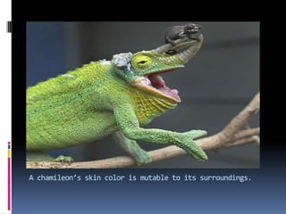 A chamileon’s skin color is mutable to its surroundings.