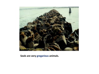 Seals are very gregarious animals.