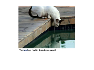 The feral cat had to drink from a pool.