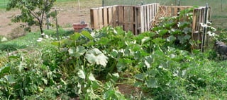 20) volunteer plant produced 12 large kabocha squash
