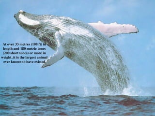 At over 33 metres (108 ft) in
 length and 180 metric tones
 (200 short tones) or more in
weight, it is the largest animal
  ever known to have existed
 