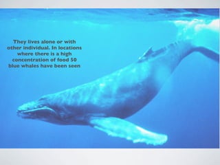 They lives alone or with
other individual. In locations
    where there is a high
  concentration of food 50
blue whales have been seen
 